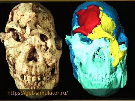 Лицо «Маленькой Ноги» возрастом 3,67 миллиона лет наконец-то воссоздано учеными